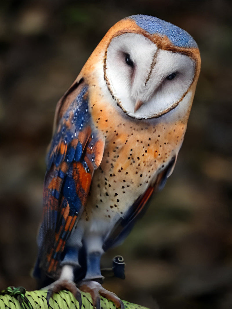 Owl Orange and Blue Diamond Painting