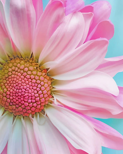 A Pure Pink Daisy Diamond Painting