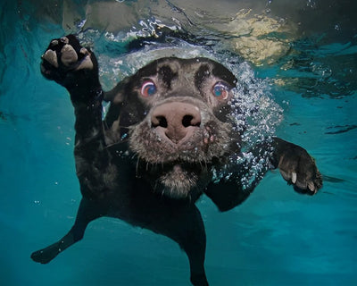 Black Dog in Water Diamond Painting