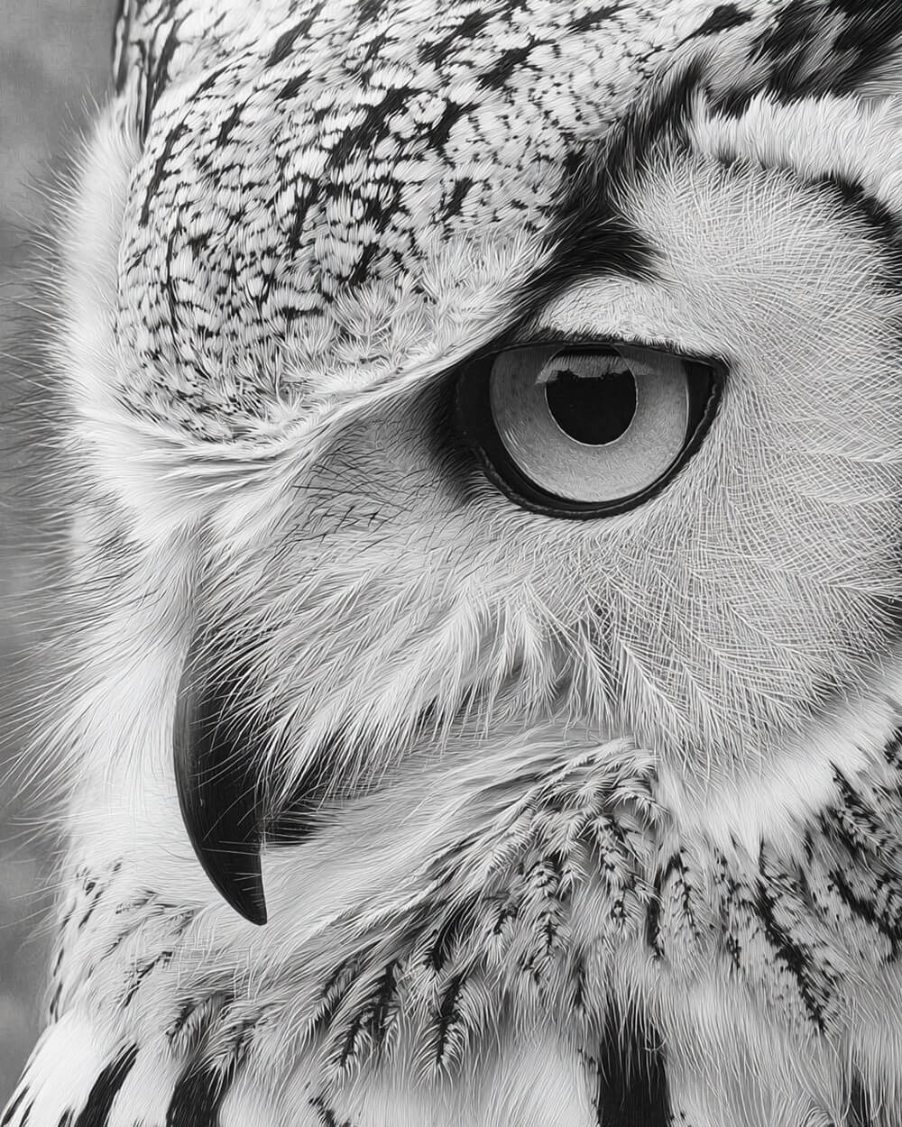 Close-Up of an Owl Diamond Painting