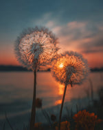 Dandelions at Dusk Diamond Painting