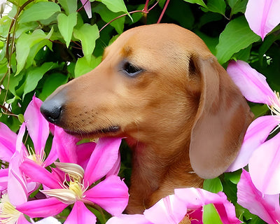 Dog among Flowers Diamond Painting