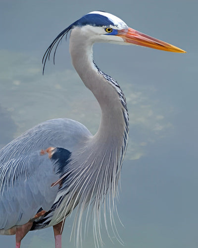Elegant Heron Diamond Painting