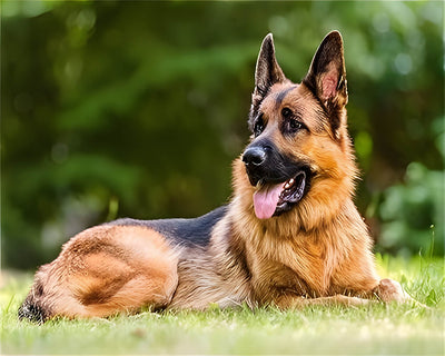 German Shepherd Sitting on the Grass Diamond Painting