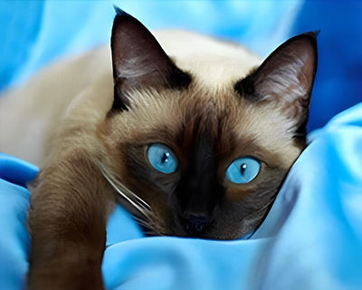 Gray Cat with Blue Eyes Diamond Painting 