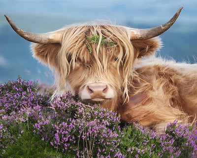Highland Cow and Purple Wildflowers Diamond Painting