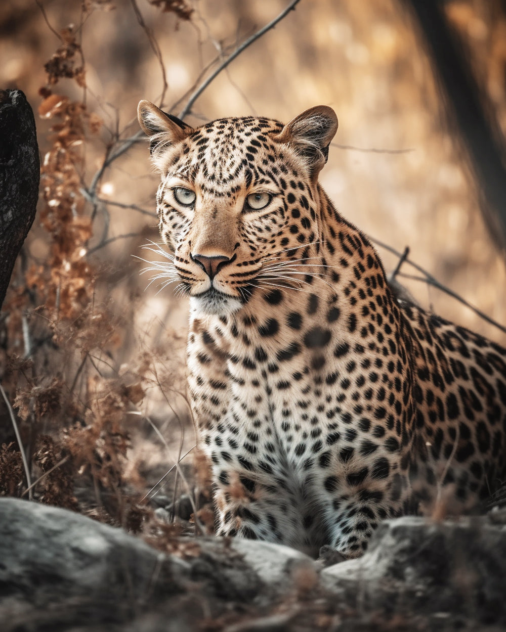 Leopard in Autumn Diamond Painting