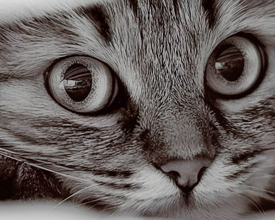 Little Gray Cat Diamond Painting