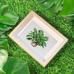 Lush Potted Plants 12Pcs - Mini Diamond Painting Kit