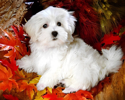 Maltese among Maple Leaves Diamond Painting