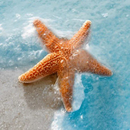 Starfish