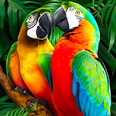 Parrot