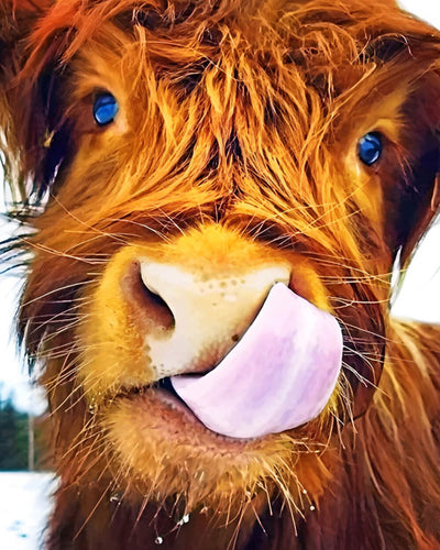 Naughty Highland Cow Diamond Painting