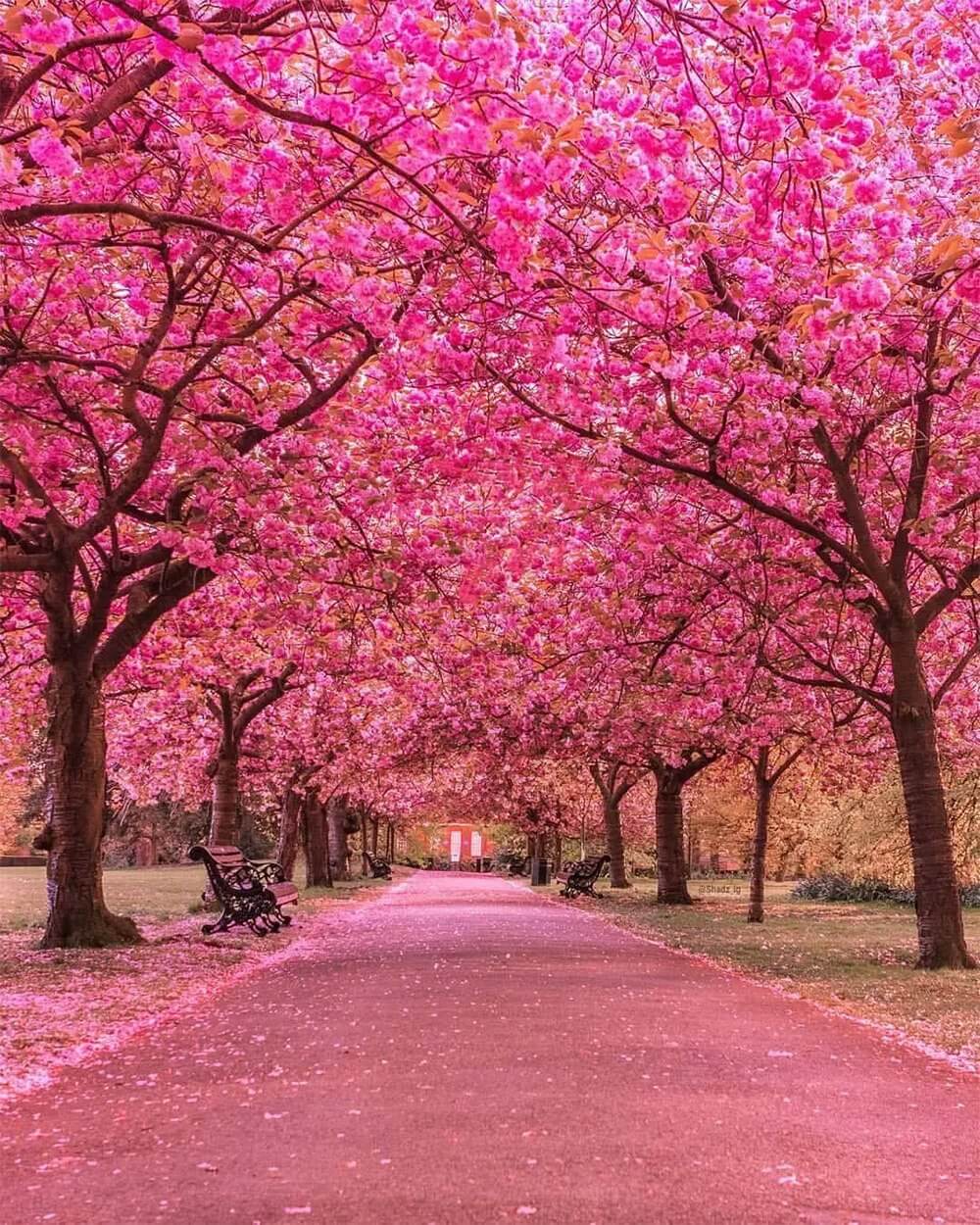 Pink Flowered Trees along the Road Diamond Painting
