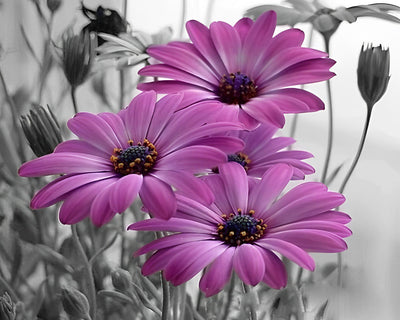 Purple Chrysanthemum Diamond Painting