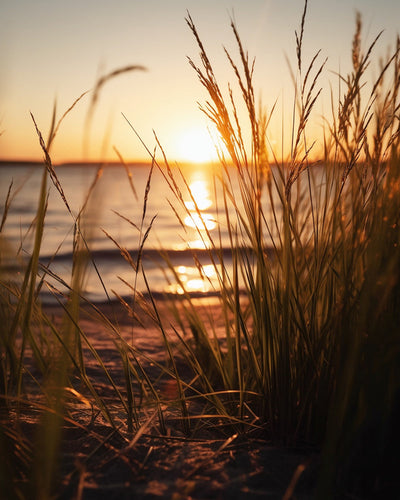 Seaside Weeds at Sunset Diamond Painting