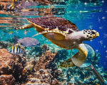 Turtle in the Clear Seawater Diamond Painting