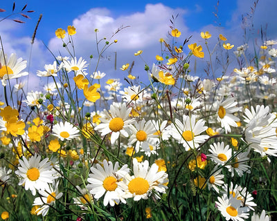 White Daisies under the Blue Sky Diamond Painting
