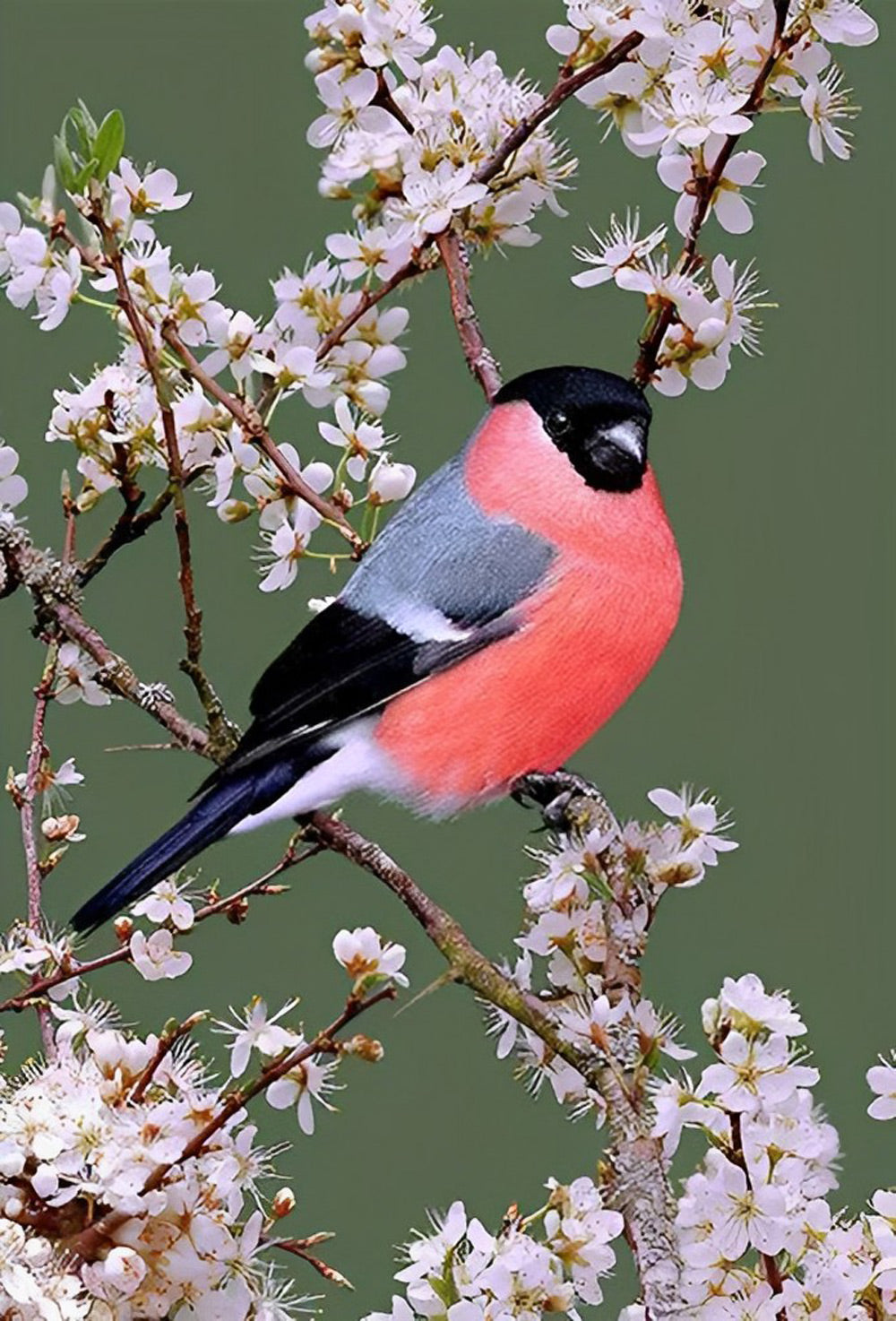 Dark Pink Bird and Plum Blossoms Diamond Painting