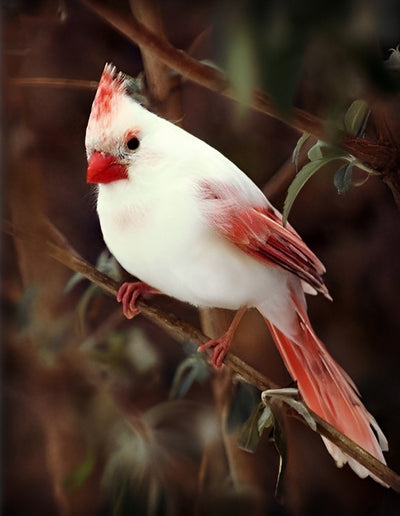 White Bird with Red Beak 5D DIY Diamond Painting Kits