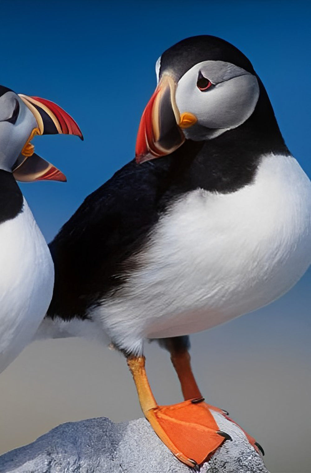 Cute Bird with Colorful Beak Diamond Painting