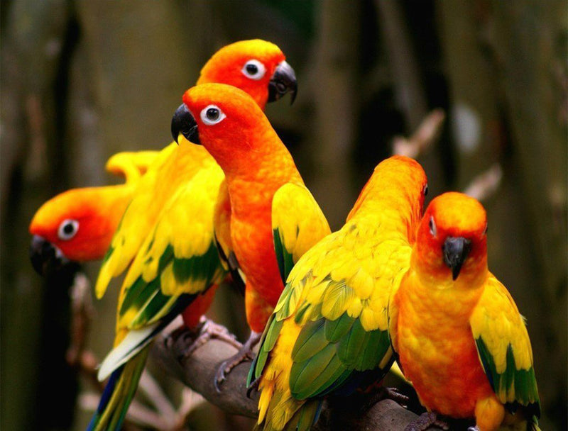 Five Parrots in Red, Yellow and Green Colors Diamond Painting