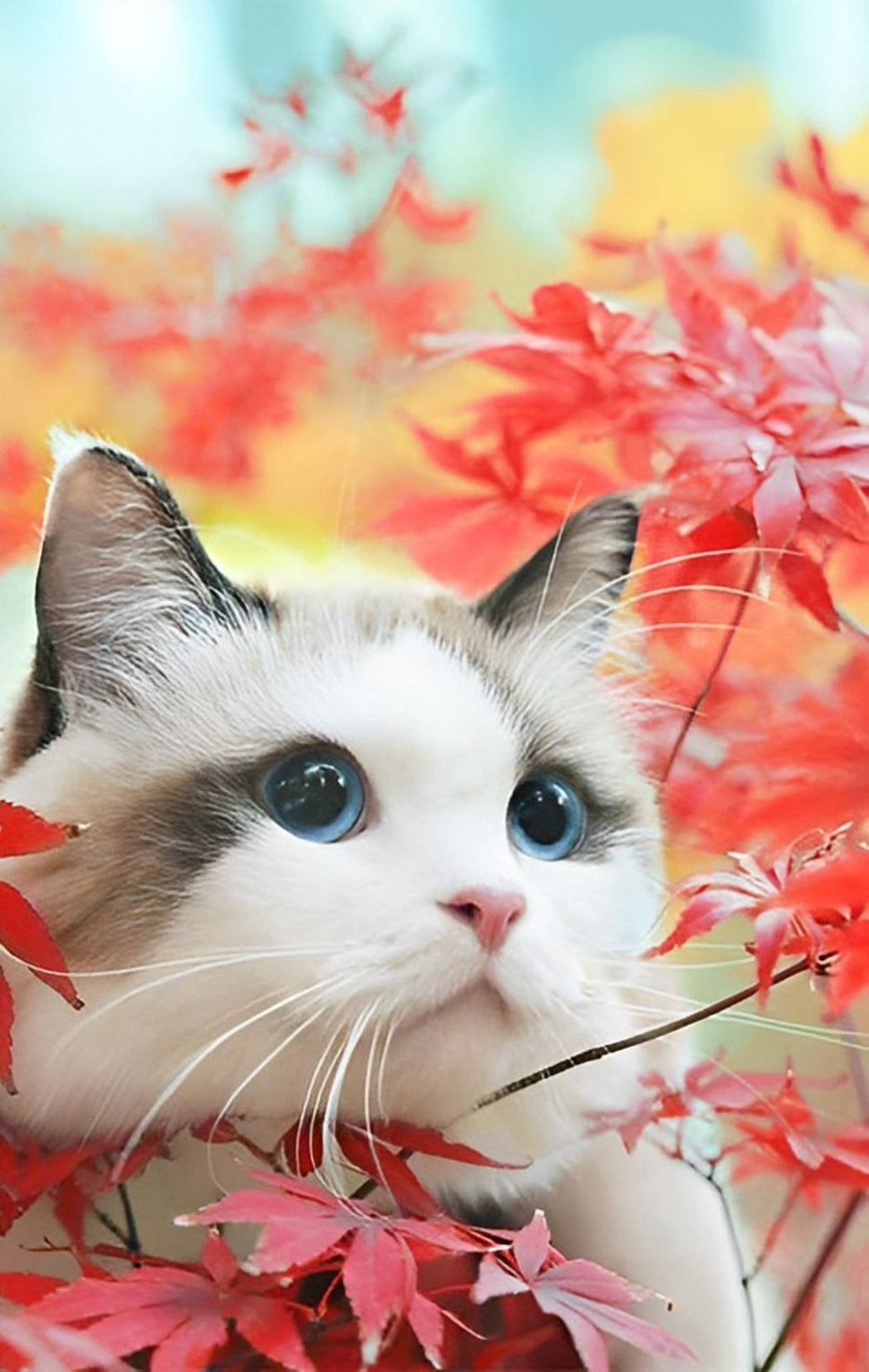 Ragdoll Cat and Red Maple Leaves Diamond Painting