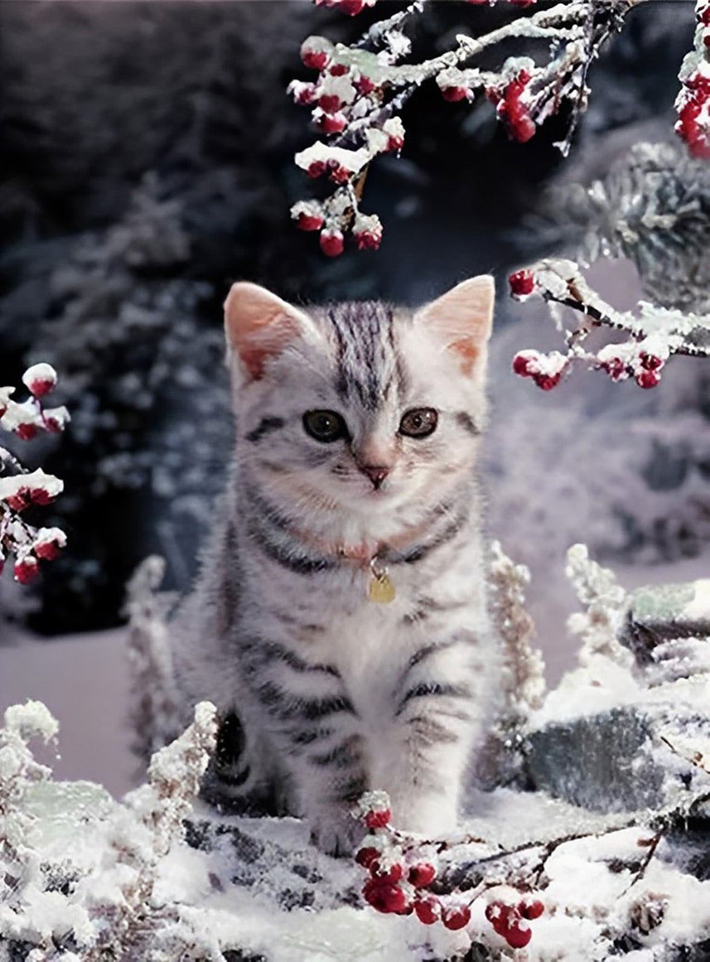 Kitten in the Snow Diamond Painting