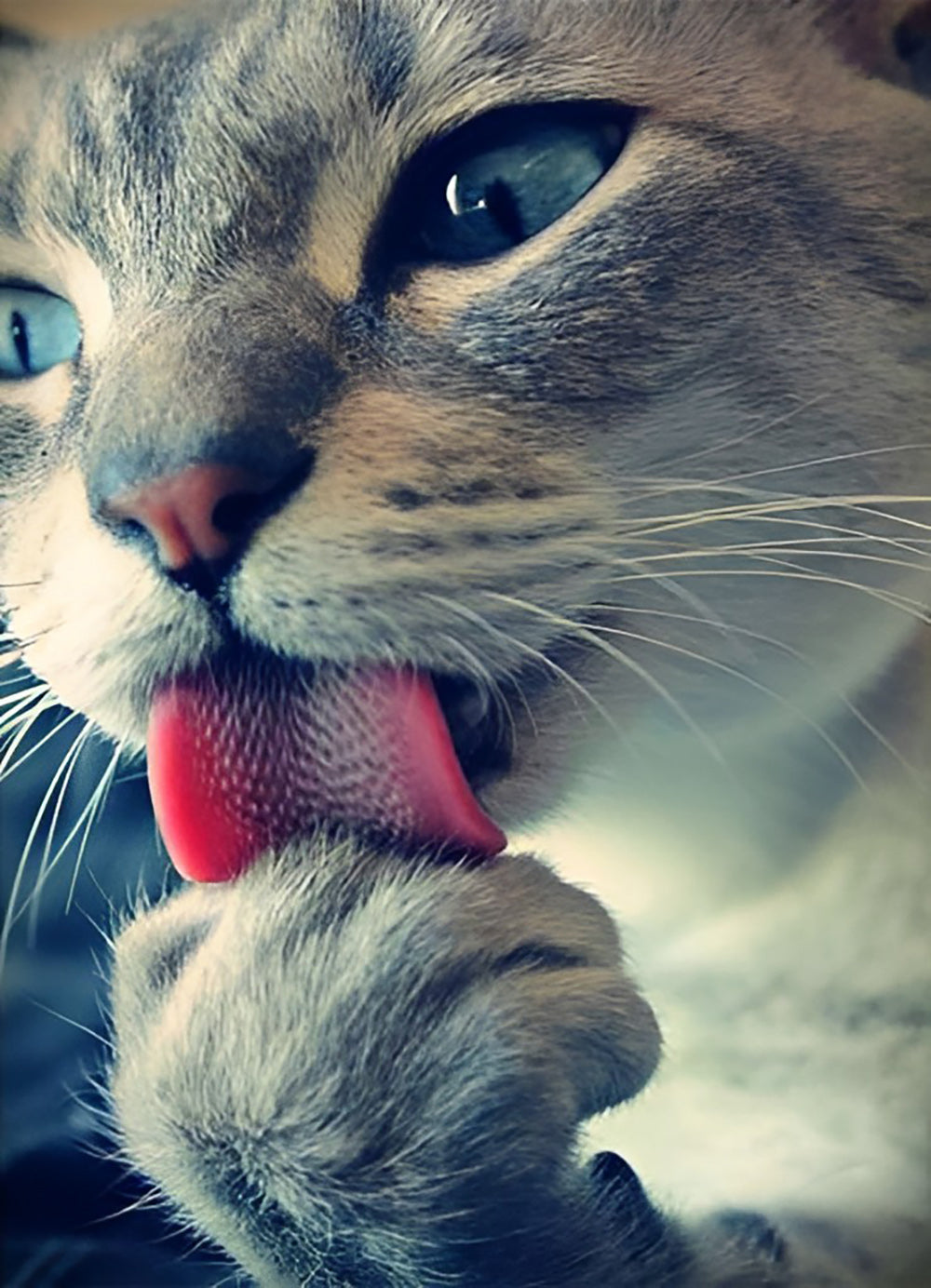 Cute Cat Licking Paw Diamond Painting