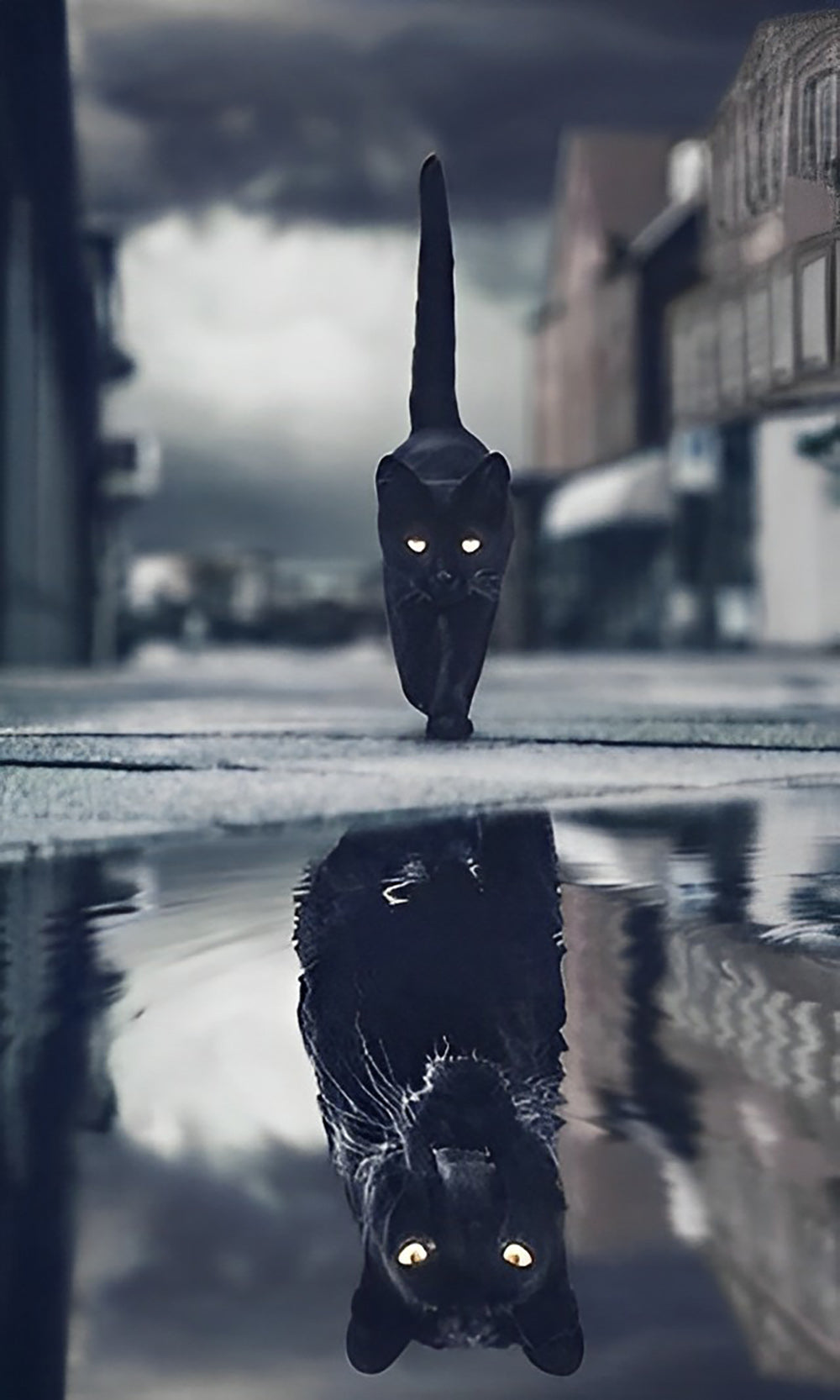 Black Cat and Black Panther Diamond Painting