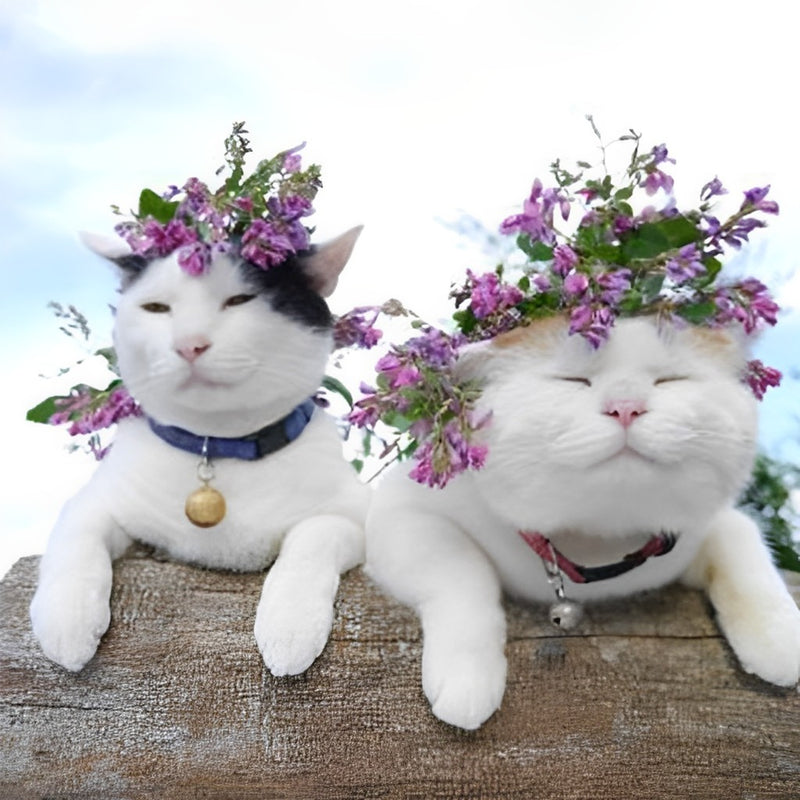 Two White Cats and Flowers 5D DIY Diamond Painting Kits