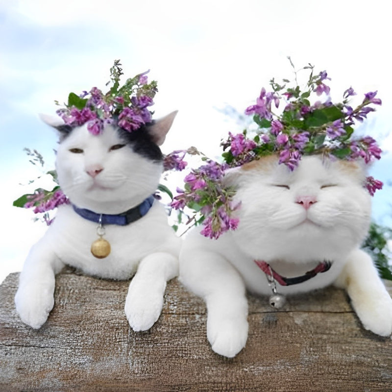 Two White Cats and Flowers Diamond Painting