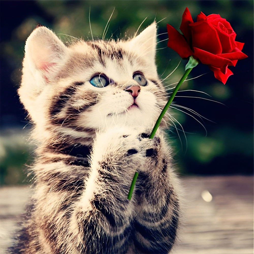Kitten Holding a Red Rose Diamond Painting