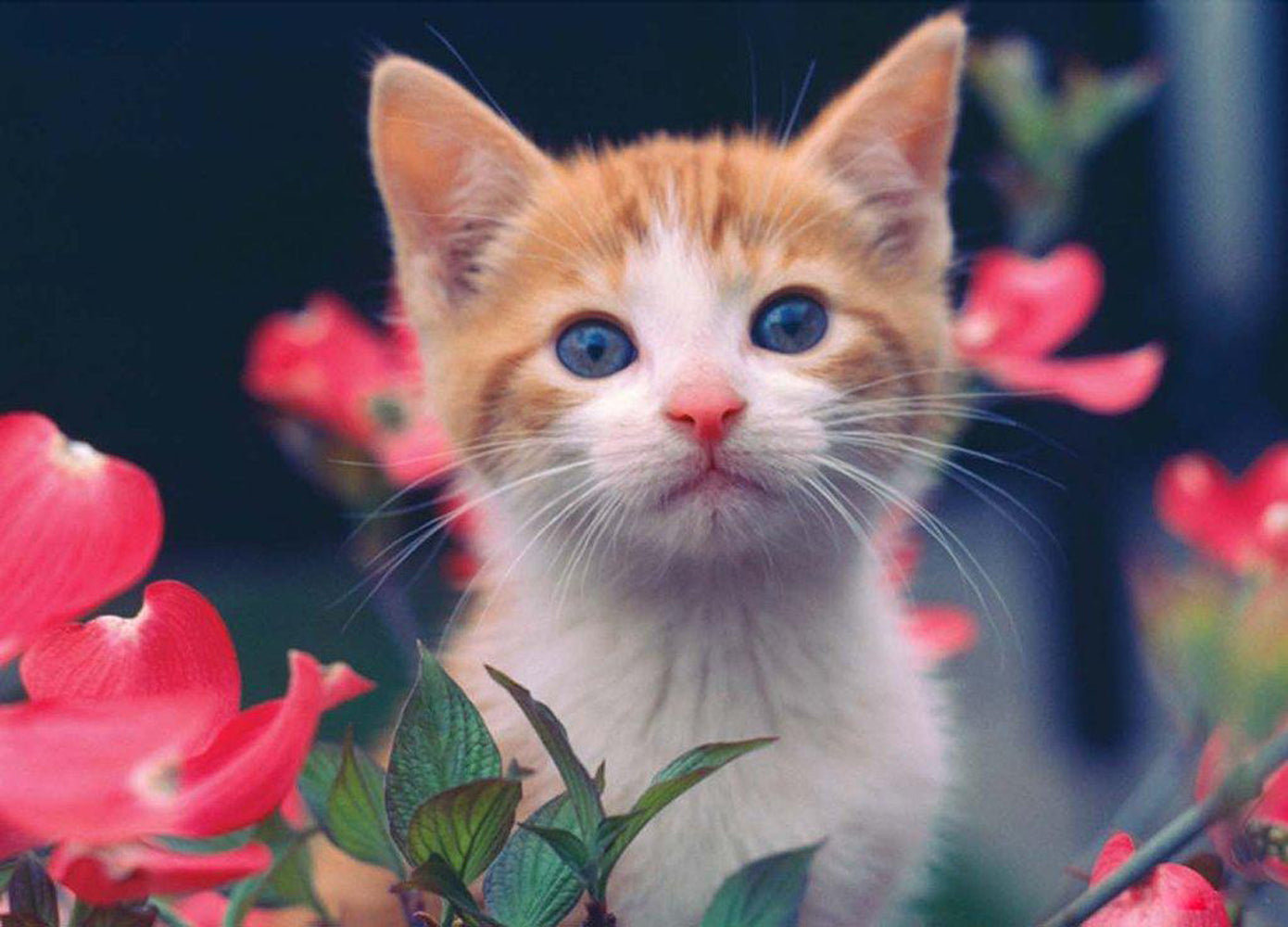 Kitty and Pink Flowers Diamond Painting