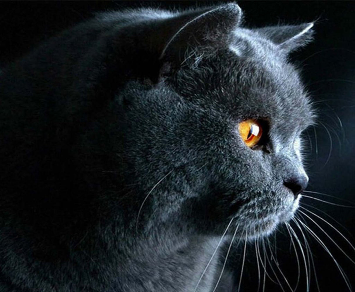 British Shorthair with Yellow Eyes Diamond Painting