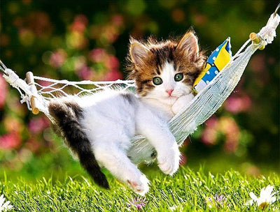 Kitten in hammock Diamond Painting