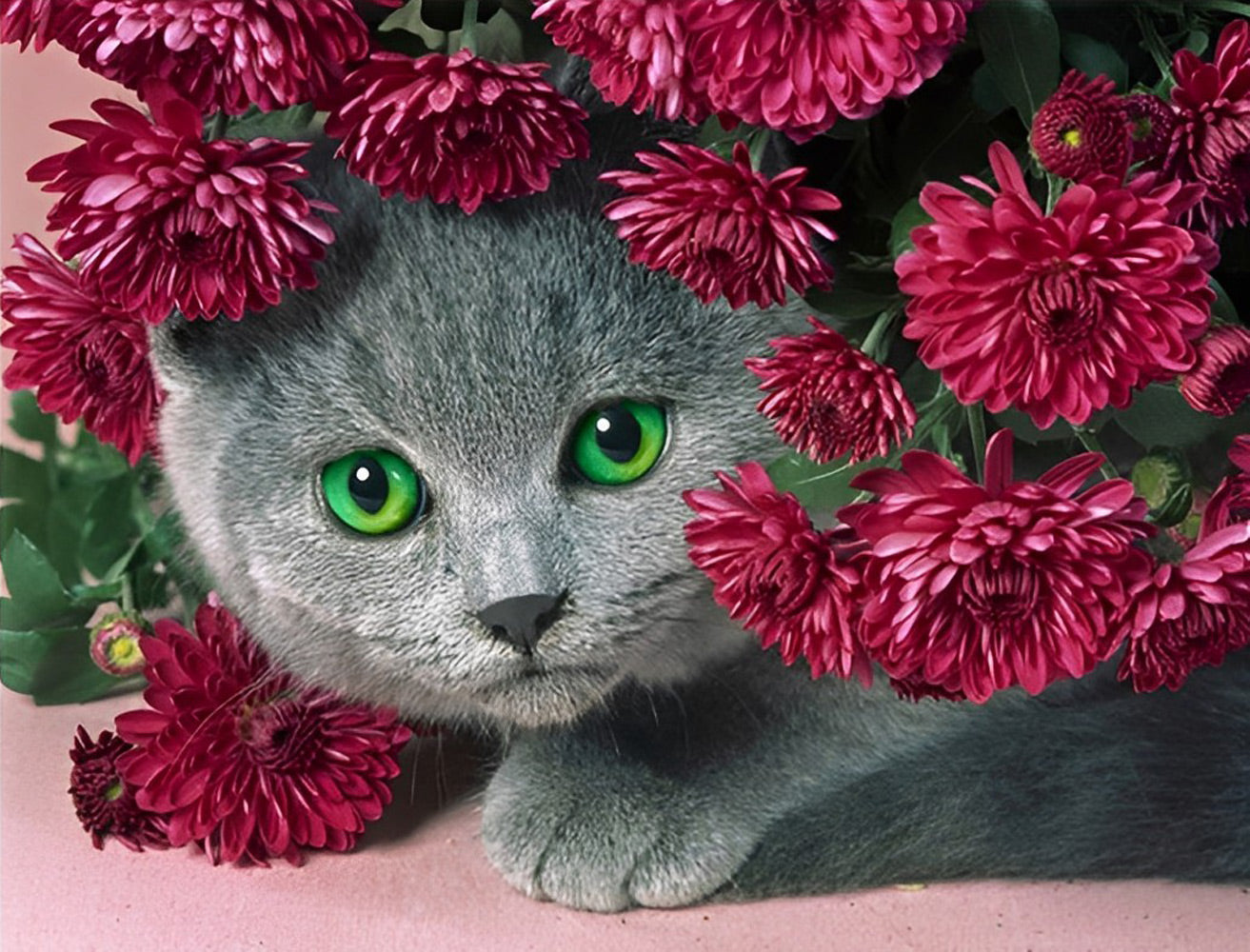 British Shorthair and Chrysanthemums Diamond Painting
