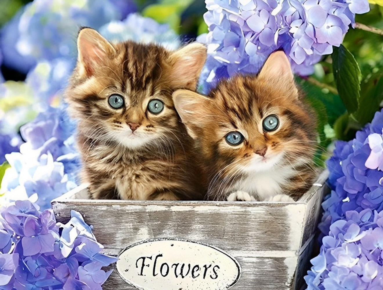 Two Kitties in the Pot Diamond Painting