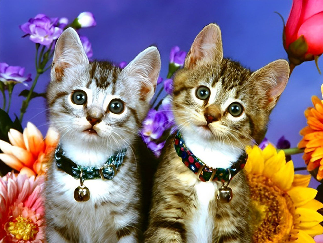 Two Cute Kitties Diamond Painting