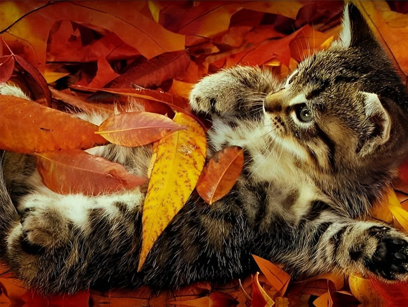 Kitty and Autumn Leaves Diamond Painting