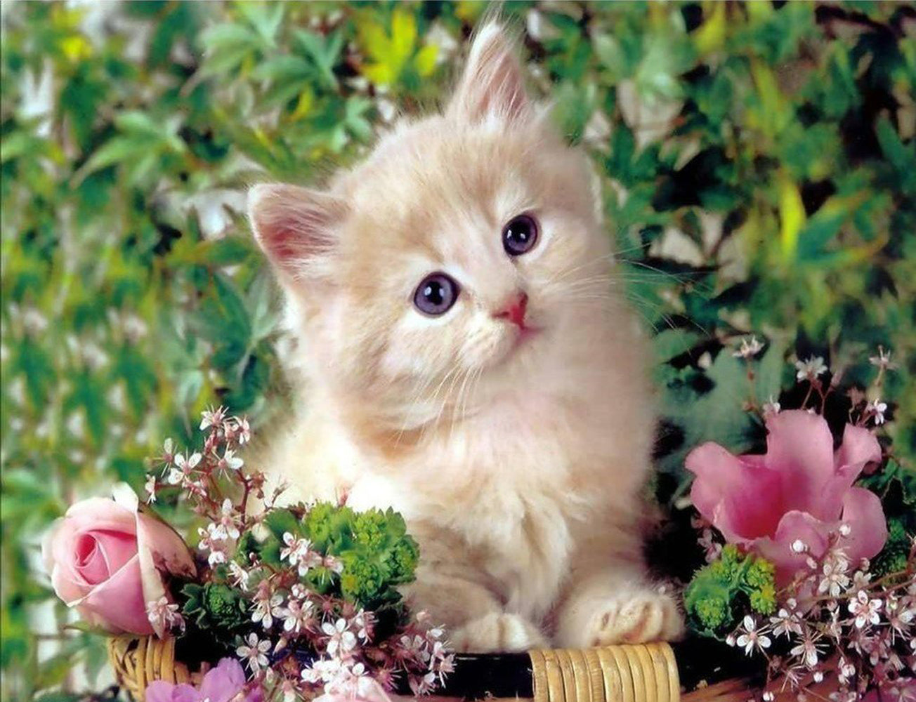 Adorable Kitty Diamond Painting