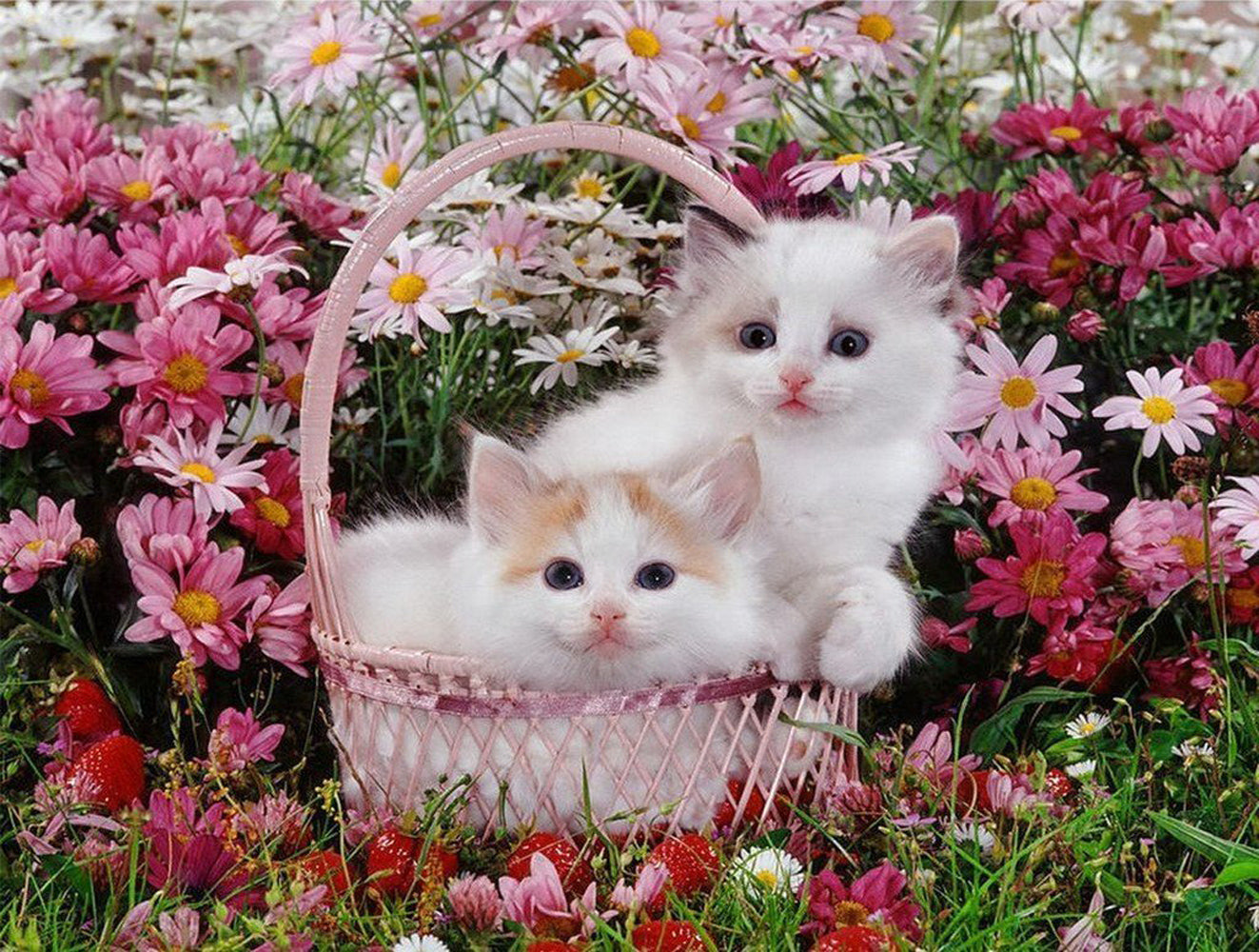 Two Kittens in a Basket Diamond Painting