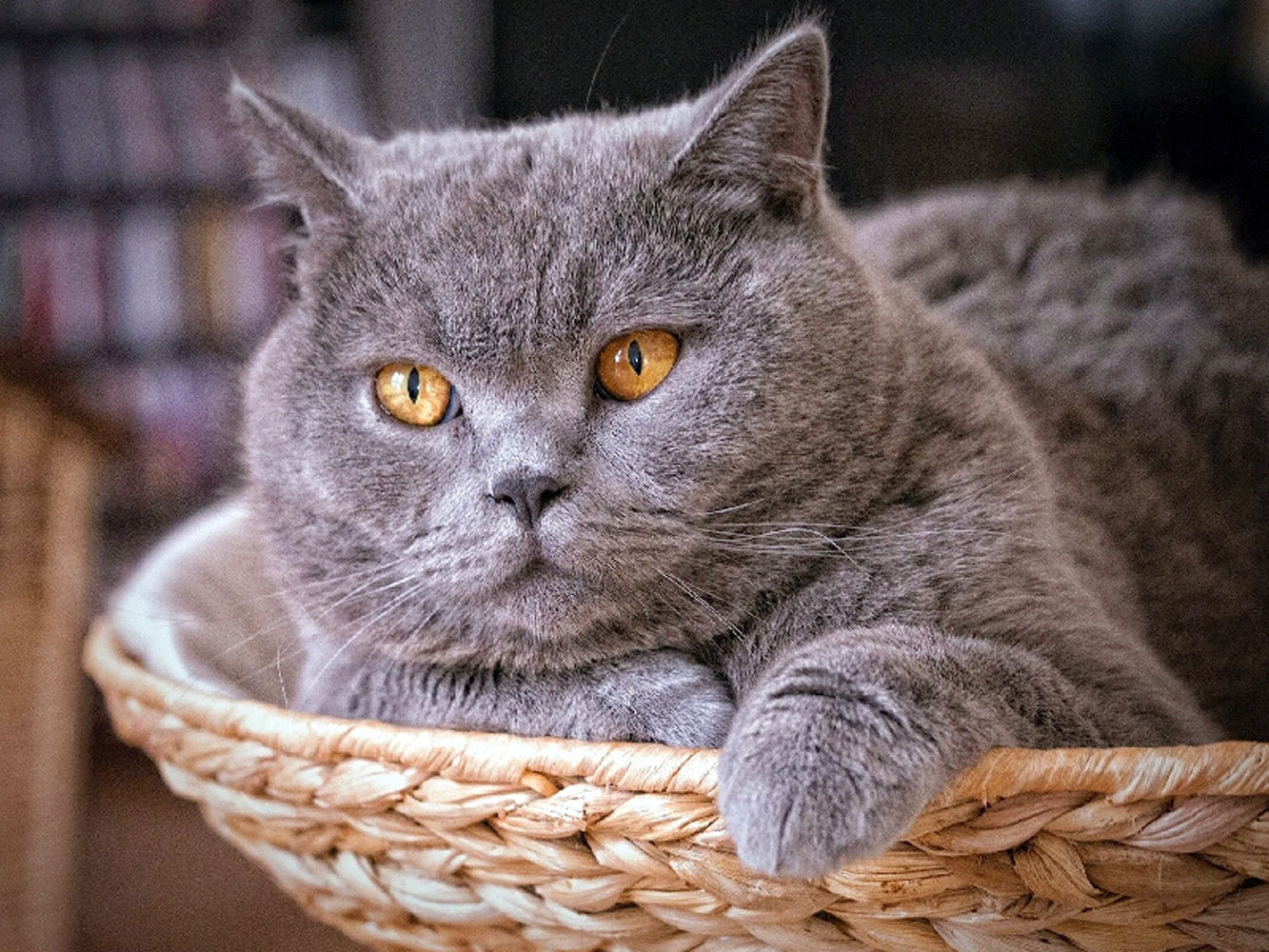 Blue British Shorthair Cat Diamond Painting