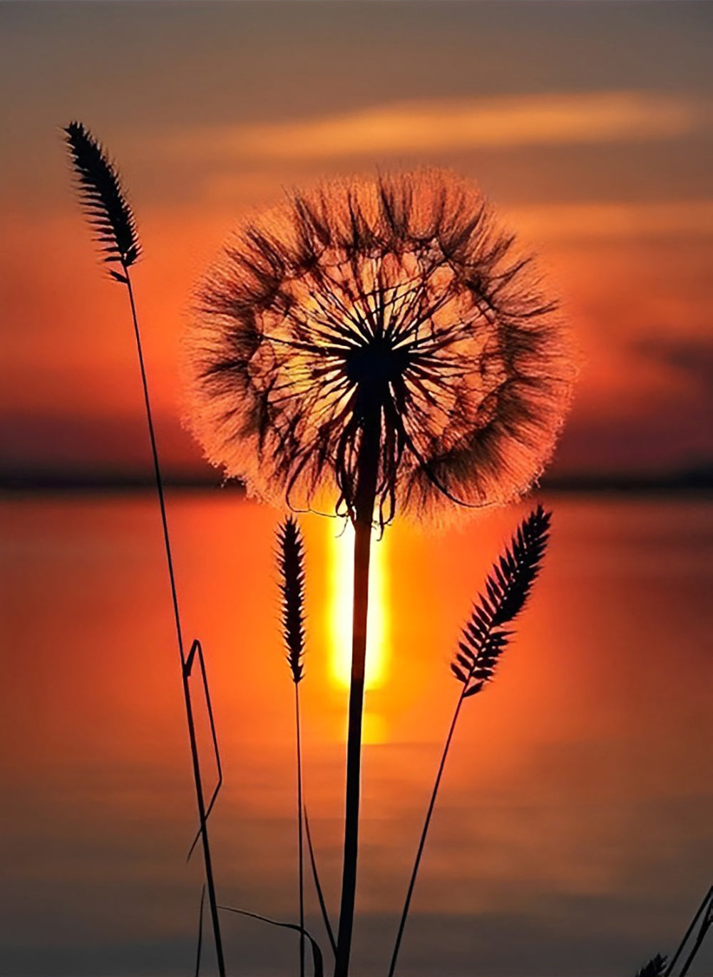 Dandelion and Foxtails Diamond Painting