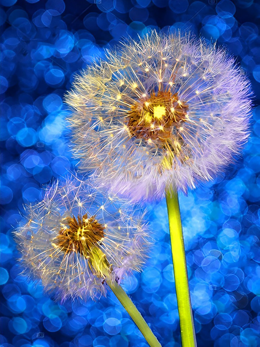 Two Bright Dandelions Diamond Painting