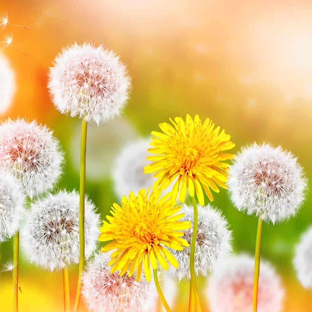Pappus and Dandelion Flowers Diamond Painting