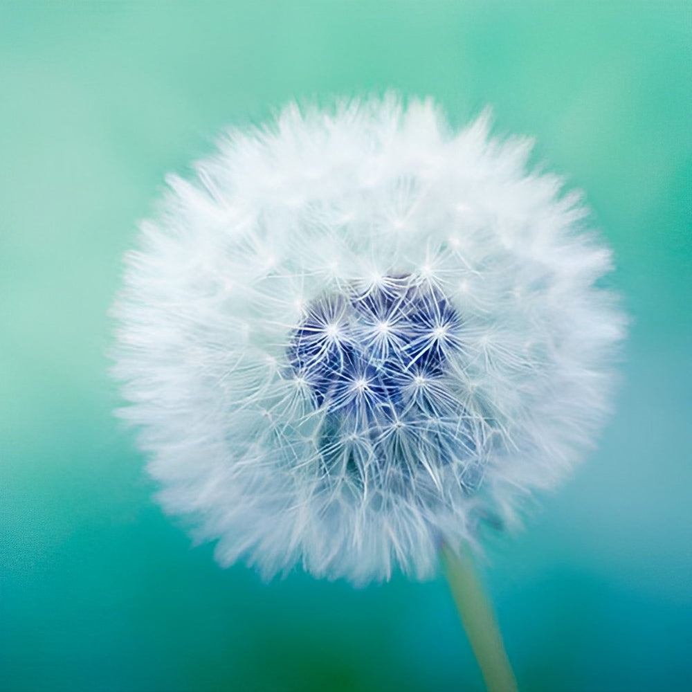 Dandelion with Blue Pistil Diamond Painting