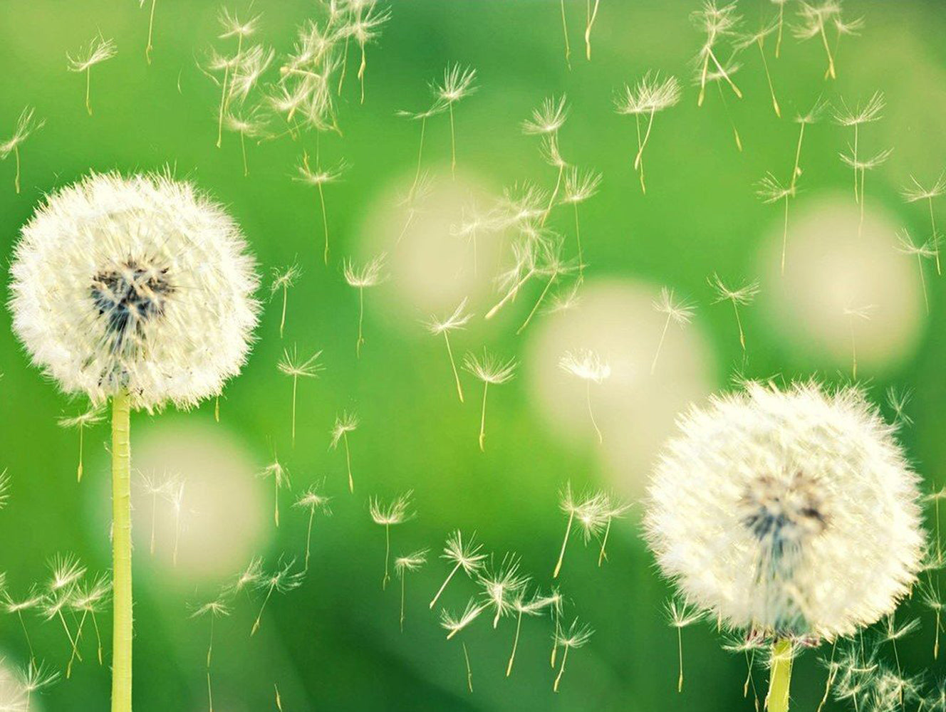 Dandelions and the Stolen Egrets Plant Diamond Painting