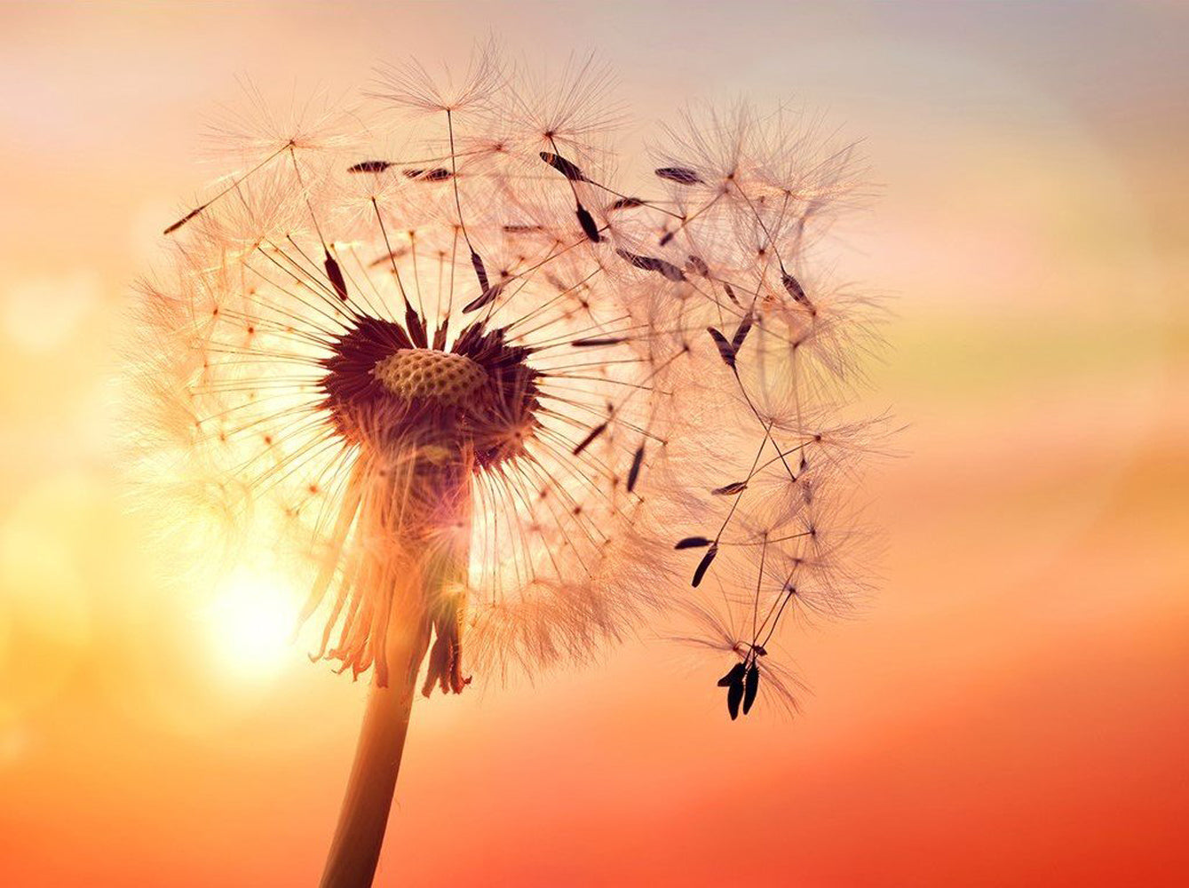 Dandelion and the Sun Diamond Painting