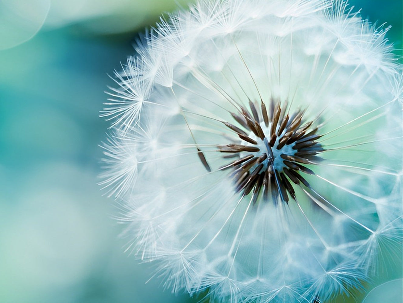 Beautiful Dandelion Plant Diamond Painting